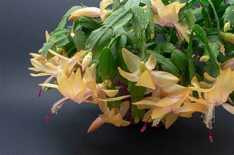 How To Grow And Care For Christmas Cactus Gardeners Path