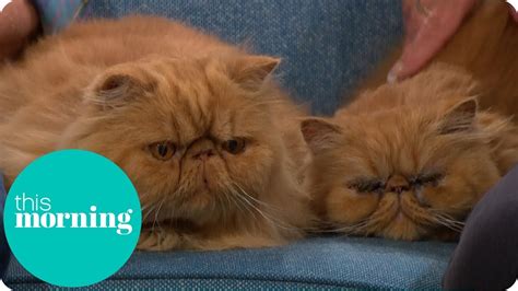 Is The Grumpy Cat Trend Harmful For The Breed This Morning Youtube