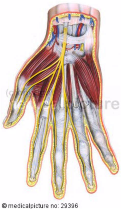 Median Nerve Hand