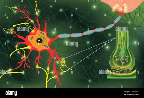 Anatomy Neyron Cells Transmission Signal Of Impulse In A Living