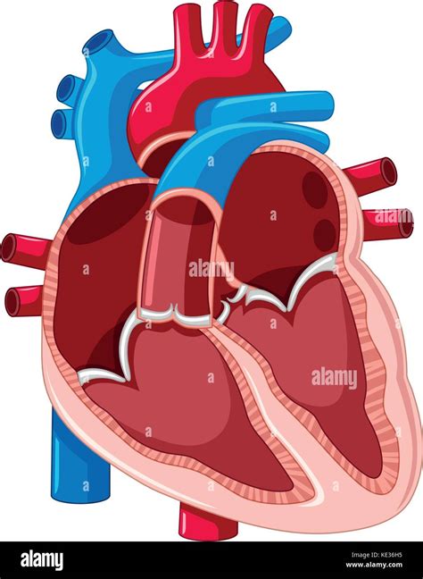 Diagram Human Heart Stock Photos And Diagram Human Heart Stock Images Alamy