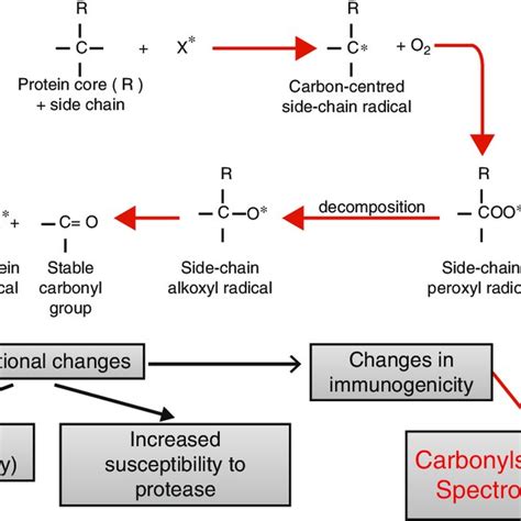 Biomarkers Of Oxidative Damage To Proteins Download Scientific Diagram