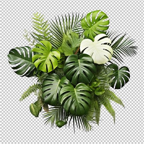 Premium PSD Monstera Deliciosa Tropical Leaf Isolated