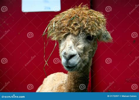 Het Grappige Haar Van De Alpaca Stock Afbeelding Image Of Vacht Mond