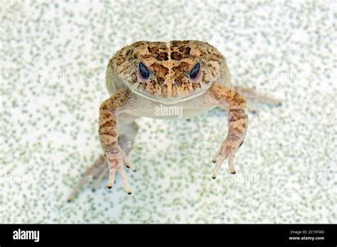 Guttural Toad Bufo Gutturalis Hi Res Stock Photography And Images Alamy