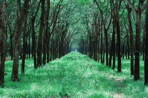 Gambar Hijau Pohon Pemandangan Alam Lingkungan Alami Daerah