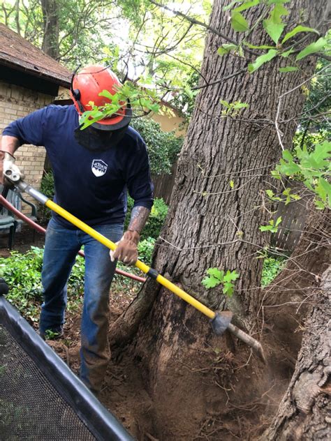 Latour Tree Service Comprehensive Tree Care And Incredible Service