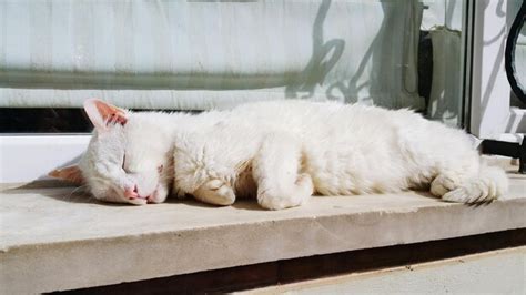 Premium Photo White Cat Sleeping On Window Sill