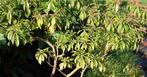 Buy Japanese pieris (Pieris Japonica) 50+ seeds online :: Seeds ...