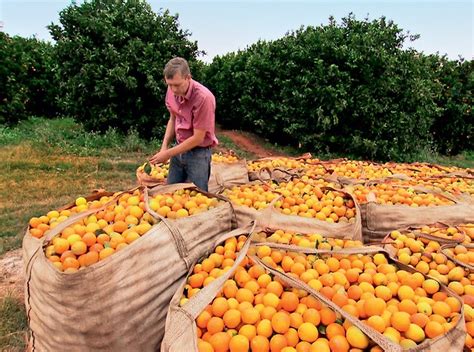 Falta De Chuva Deve Reduzir Safra De Laranja Em SP E MG