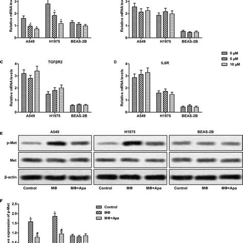 Cytokine Profiles In Apatinib Treated Macrophages Polarized