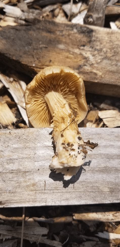 ID Request: Kentucky, USA : r/mycology