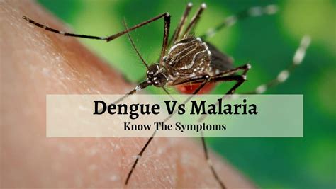 Malaria Dengue And Chikungunya Causes Symptoms And Their 55 Off