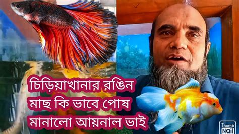 দেখুন চিড়িয়াখানার রঙিন মাছ Bangladesh National Zoo Color Fish Youtube