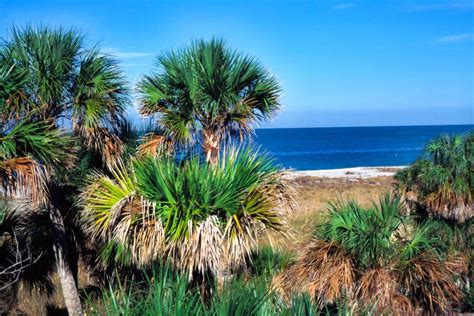 The Best North Carolina Palm Trees For Your Backyard