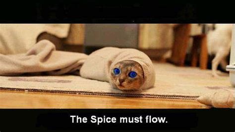 The Spice Must Flow Know Your Meme