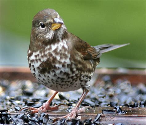 Fox Sparrow - Backyard Bird Shop