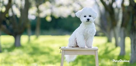 bichon frise dog breed information pets
