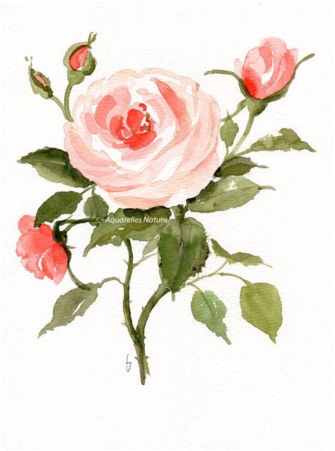 Original Watercolour Of Peach Pink Roses Floral Watercolor