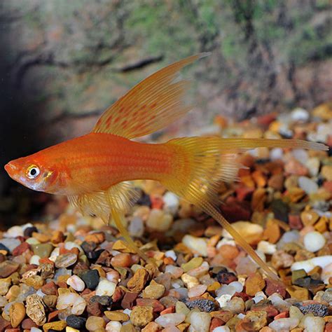 Hi Fin Lyretail Swordtail Livebearer Tropical Fish For Freshwater