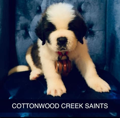 Saint Bernard Puppies For Sale In California