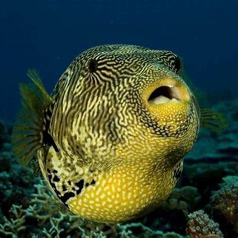 How strong are pufferfish teeth? - DIY Seattle