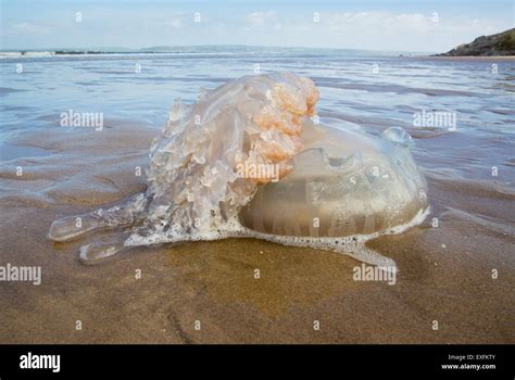 Barrel Jellyfish Washed Up On Whiteford Beach On The Gower Peninsula In