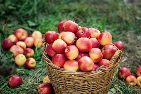 The Best Apple Orchards In Connecticut Minneopa Orchards