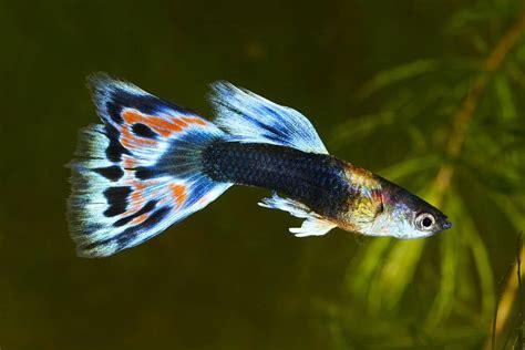 Guppy Fish: A Guide to Care, Breeding, Diet & Behavior - Fish Informer