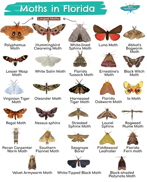 Types of Moths in Florida