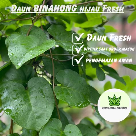 Jual PROMO 100 Lembar Daun Binahong Hijau Segar Organik HerbalDaun