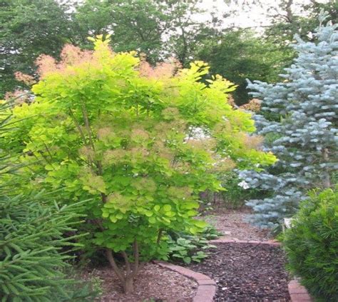 Golden Spirit Smokebush Tree Cotinus New Life Nursery