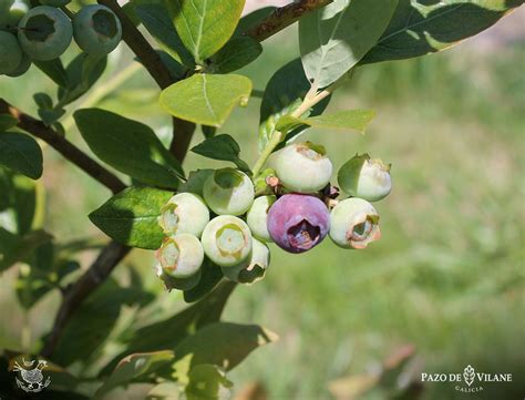 Frutos Del Bosque Tipos Propiedades Y Beneficios Para La Salud