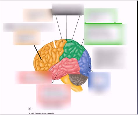 Trucs Du Cerveau Diagram Quizlet