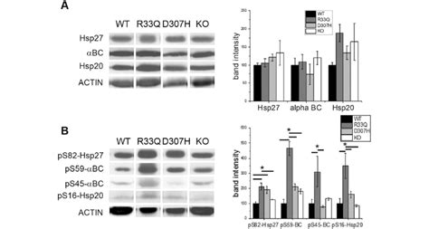 Expresssion Of Small Heat Shock Proteins A Relative Protein Expression