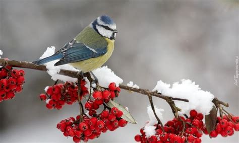 Zima, Śnieg, Sikorka, Jarzębina | Bird pictures, Winter bird, Bird ...