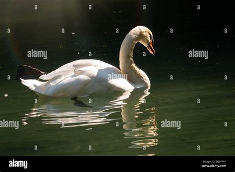 Ein Anmutiger Wei Er Schwan Der Auf Einem See Mit Dunkelgr Nem Wasser