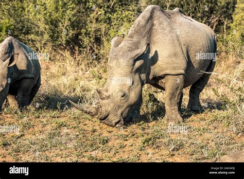 Two Rhinos Eating Grass In The Hluhluwe Imfolozi National Park South