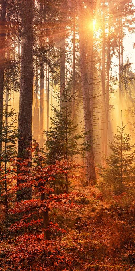 Fall Wallpaper 4K, Sunlight, Forest, Autumn