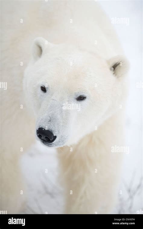 Polar Bears in Churchill, Manitoba Stock Photo - Alamy