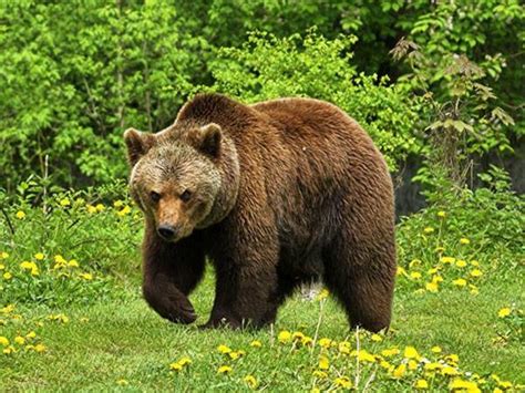 Der Braunbär