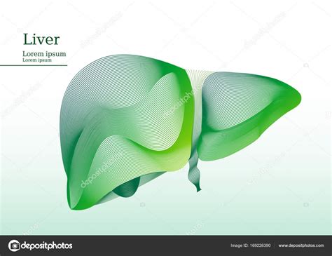 Abstract Green Illustration Of Liver Stock Vector Image By ©pinckace