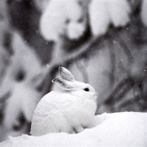 Arctic Hare Babies