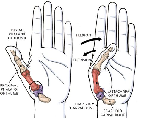 Saddle Joints: Definition, Anatomy and Physiology