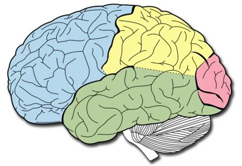 Fisiología Medica LÓbulos Del Cerebro Y Sus Funciones