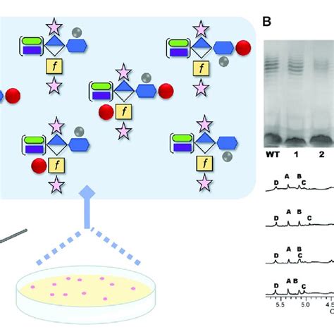 A Schematic Demonstrating The Reported Capsular Polysaccharide Cps