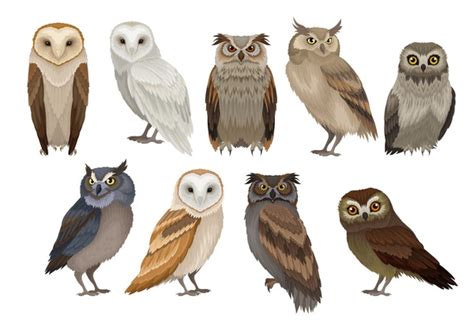 125,991 Beautiful Owl Royalty-Free Images, Stock Photos & Pictures ...