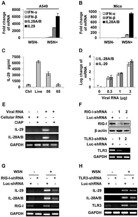 Iav Infection Induces Robust Expression Of Ifn L In Alveolar