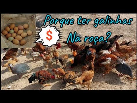 Como Criar Galinhas Caipira Poedeira YouTube