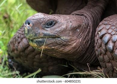 Female Rhinoceros Iguana Shedding Skin Stock Photo 2237735241 ...